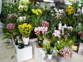 １２月入荷中の花苗の紹介