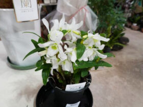 １２月入荷中の花苗の紹介