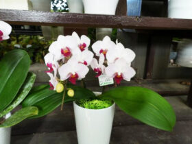 １２月入荷中の花苗の紹介