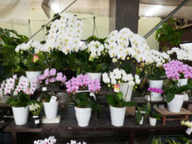 １２月入荷中の花苗の紹介