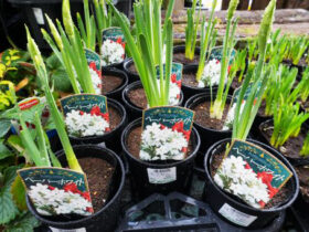 １２月入荷中の花苗の紹介