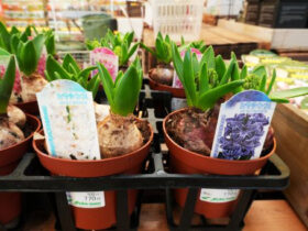 １２月入荷中の花苗の紹介