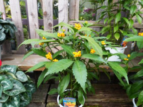 １２月入荷中の花苗の紹介