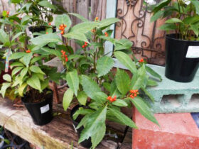 １２月入荷中の花苗の紹介