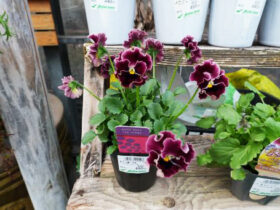 １２月入荷中の花苗の紹介