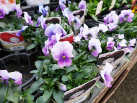 １２月入荷中の花苗の紹介