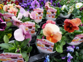 １２月入荷中の花苗の紹介