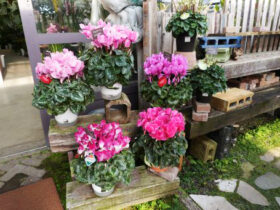 １２月入荷中の花苗の紹介