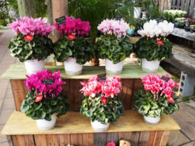 １２月入荷中の花苗の紹介