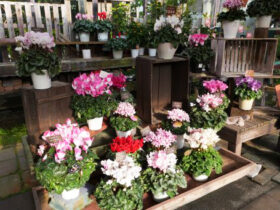 １２月入荷中の花苗の紹介