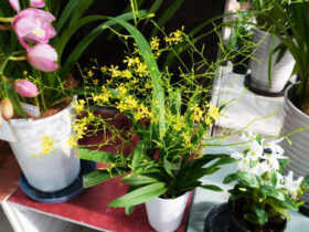 １２月入荷中の花苗の紹介