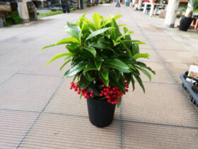 １２月入荷中の花苗の紹介