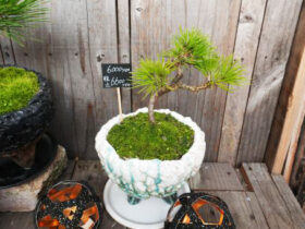 １２月入荷中の花苗の紹介