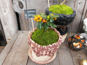 １２月入荷中の花苗の紹介