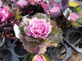 １２月入荷中の花苗の紹介