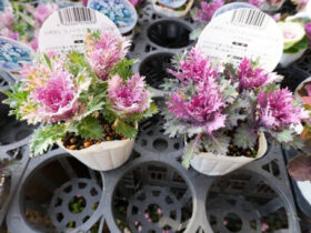 １２月入荷中の花苗の紹介