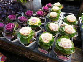 １２月入荷中の花苗の紹介