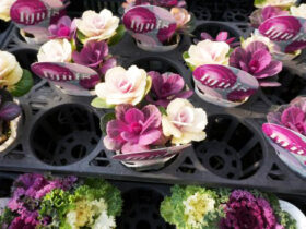 １２月入荷中の花苗の紹介