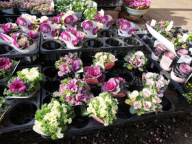 １２月入荷中の花苗の紹介