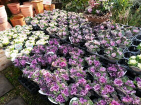 １２月入荷中の花苗の紹介