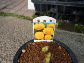 １２月入荷中の花苗の紹介