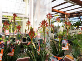 １２月入荷中の花苗の紹介