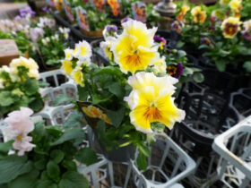 １２月入荷中の花苗の紹介