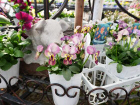 １２月入荷中の花苗の紹介