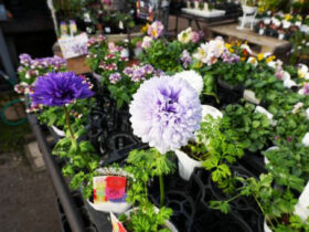 １２月入荷中の花苗の紹介