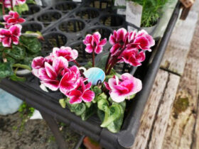 １２月入荷中の花苗の紹介