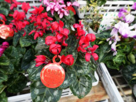 １２月入荷中の花苗の紹介