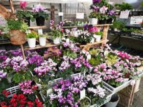 １２月入荷中の花苗の紹介