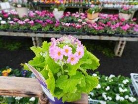 １２月入荷中の花苗の紹介