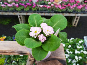 １２月入荷中の花苗の紹介