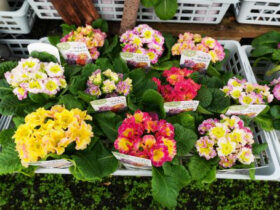 １２月入荷中の花苗の紹介