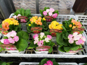 １２月入荷中の花苗の紹介