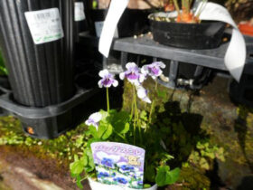 １２月入荷中の花苗の紹介