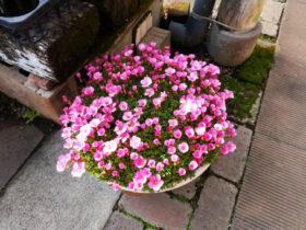 １２月入荷中の花苗の紹介