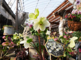 １月入荷中の花苗の紹介