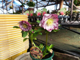 １月入荷中の花苗の紹介