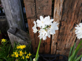 １月入荷中の花苗の紹介