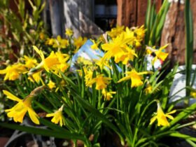 １月入荷中の花苗の紹介