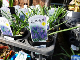 １月入荷中の花苗の紹介