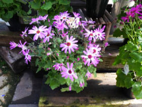 １月入荷中の花苗の紹介