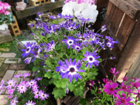 １月入荷中の花苗の紹介