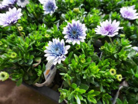 １月入荷中の花苗の紹介