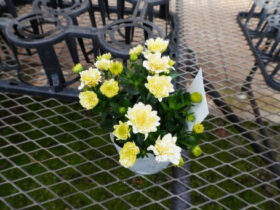 １月入荷中の花苗の紹介