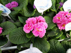 １月入荷中の花苗の紹介