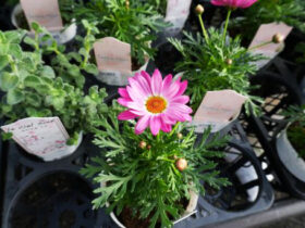 １月入荷中の花苗の紹介