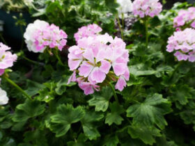 １月入荷中の花苗の紹介